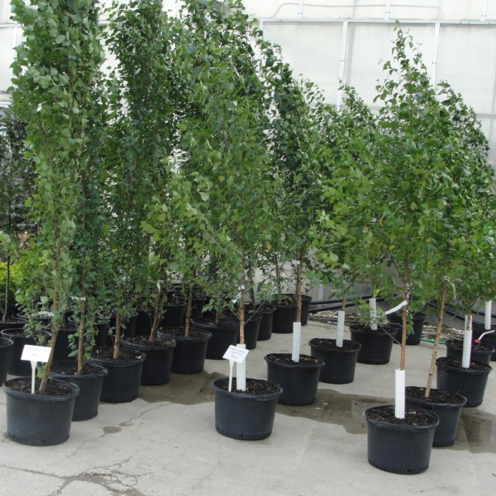 Береза повислая саженцы