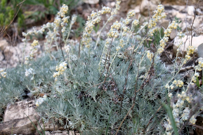 Полынь крымская (artemisia taurica)