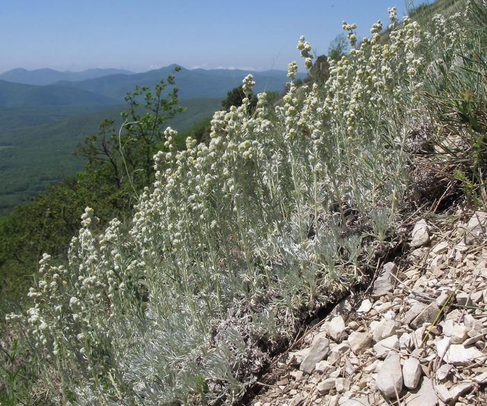 Полынь баргузинская — artemisia bargusinensis
