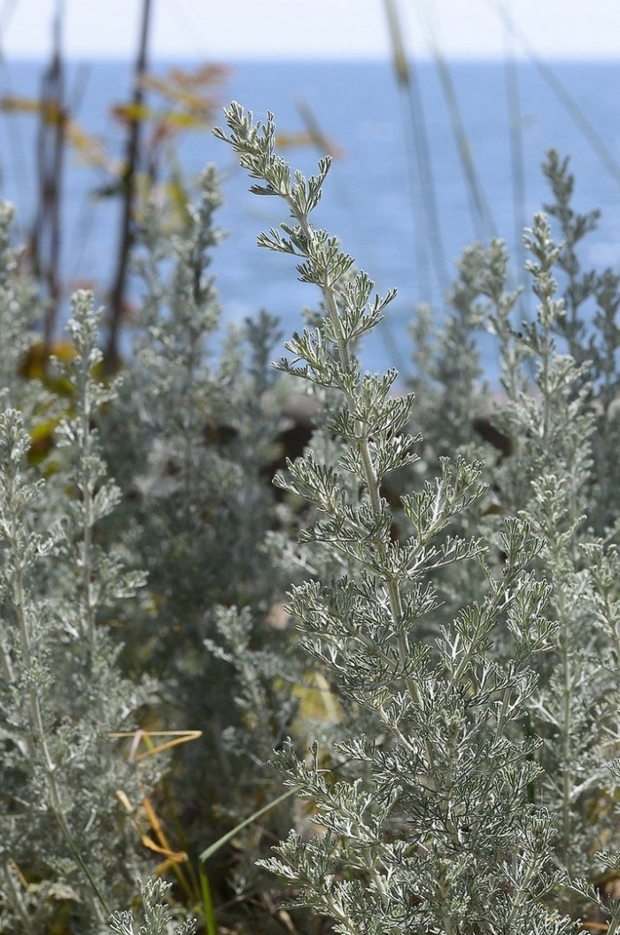 Полынь таврическая