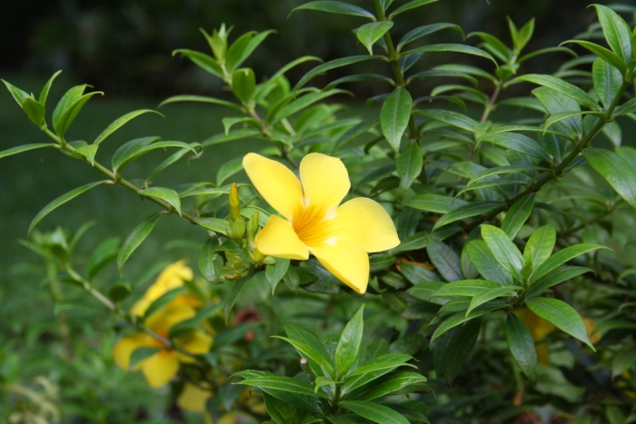 Allamanda cathartica
