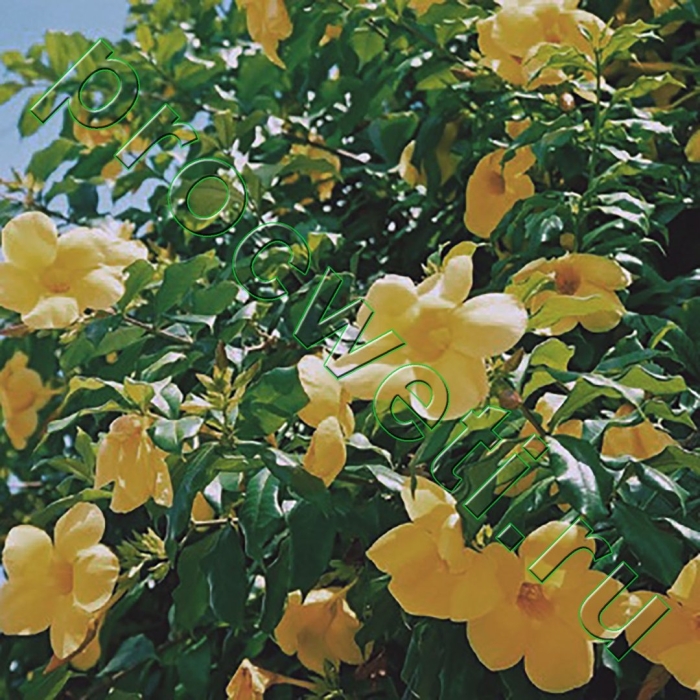 Алламанда грандифлора