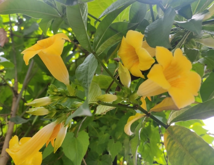Yellow trumpet