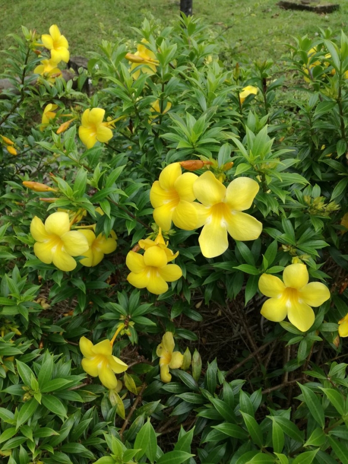 Allamanda neriifolia