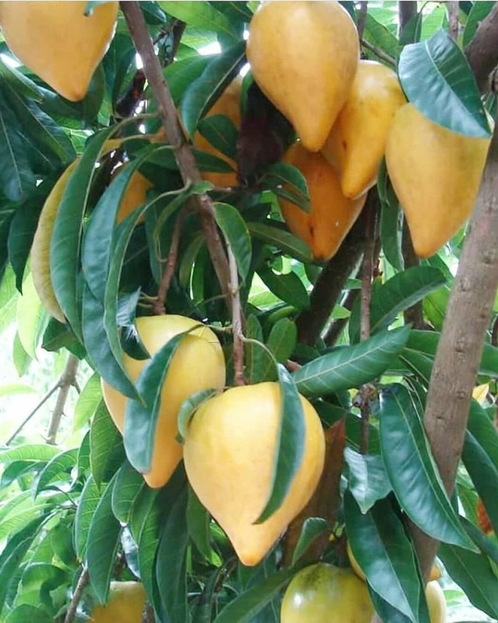 Манго фрукт дерево