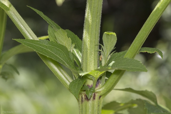 Valeriana officinalis leaf