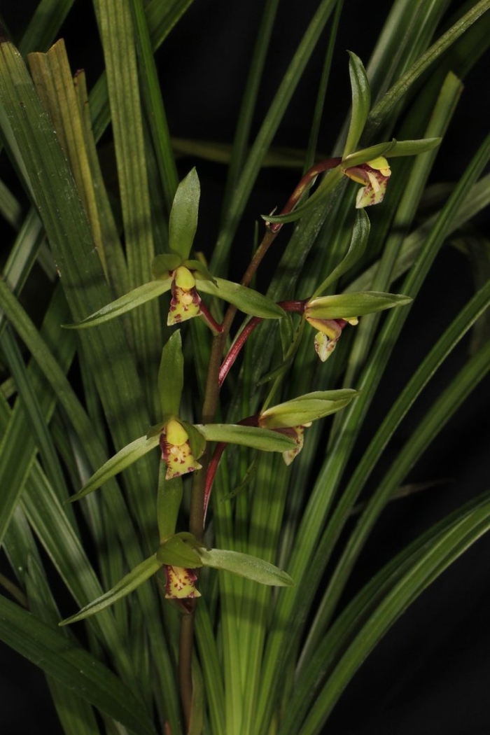 Цимбидиум орхидея с узкими листьями