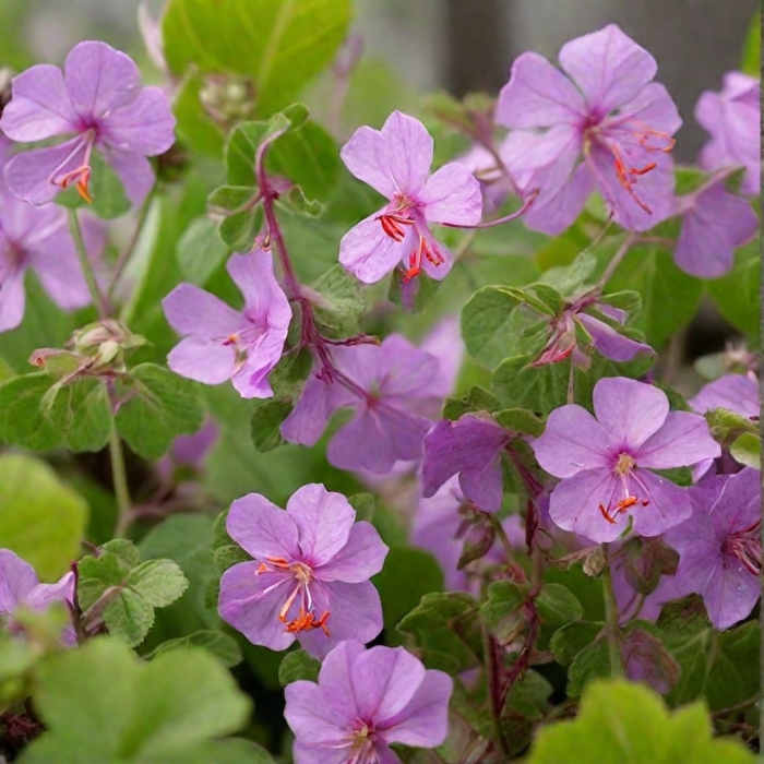 Герань кембридж