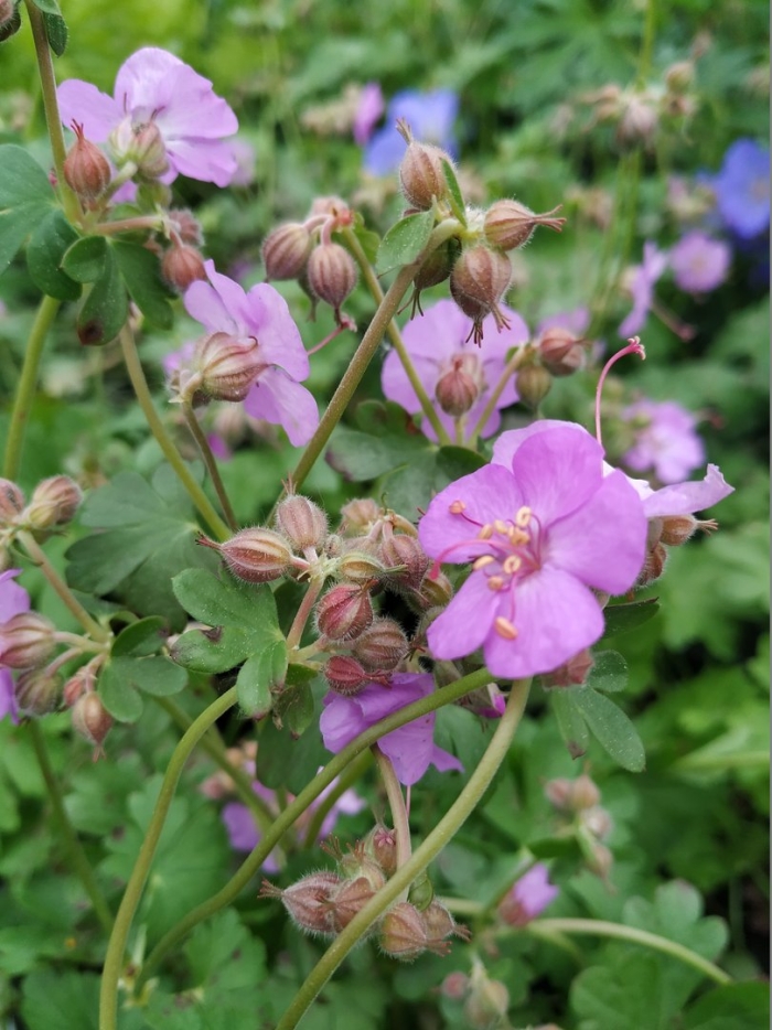 Герань биоково