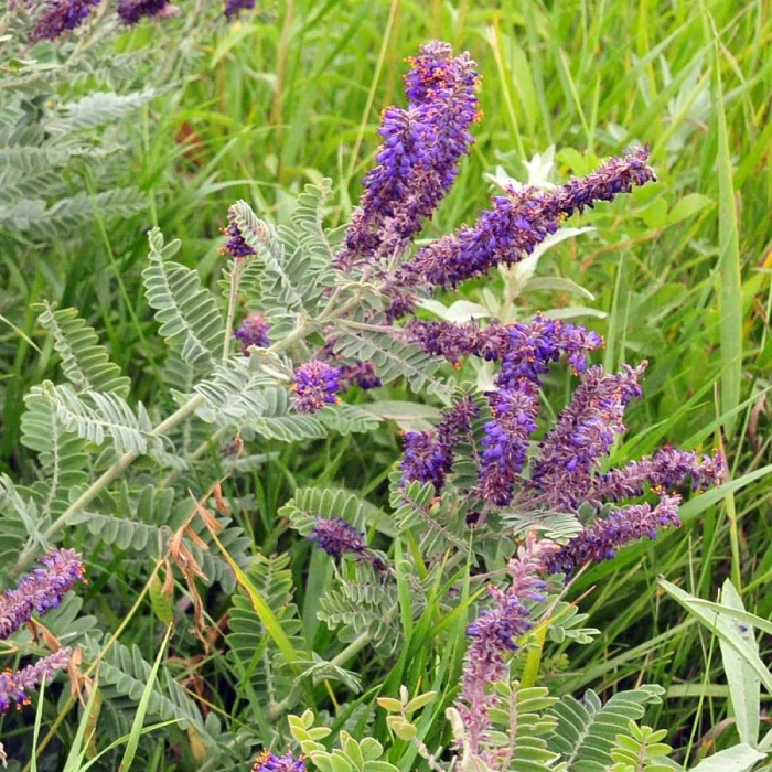 Amorpha canescens
