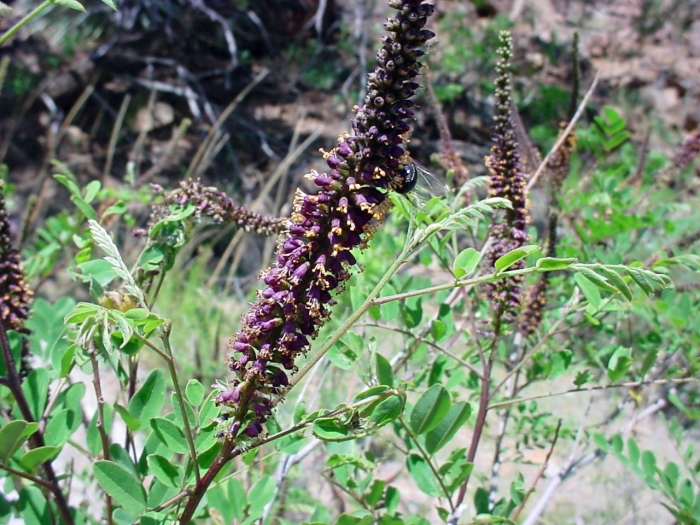 Amorpha fruticosa