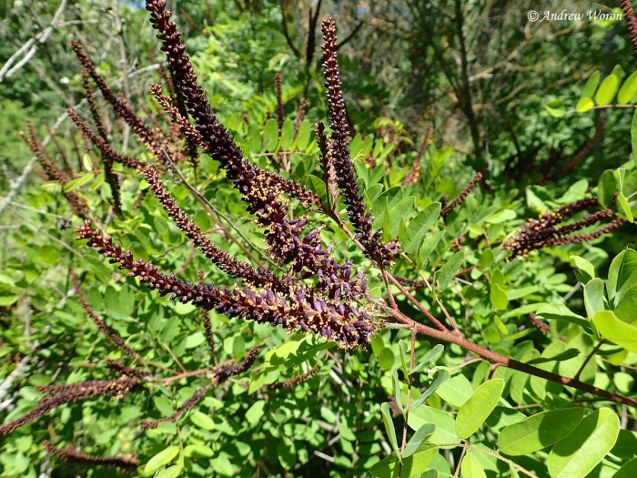 Семена аморфа кустарниковая