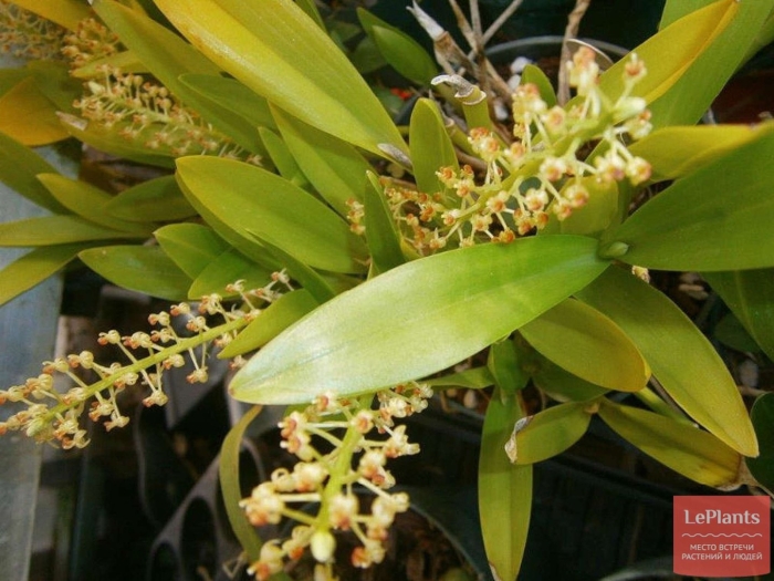 Liparis formosana variegated