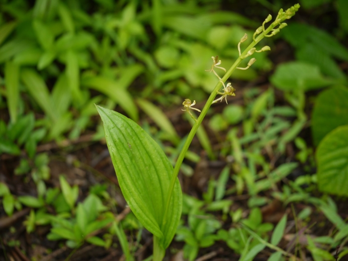 Липарис кумокири