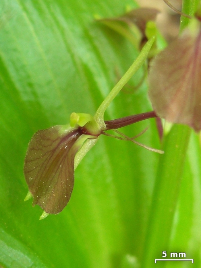 Liparis liliifolia