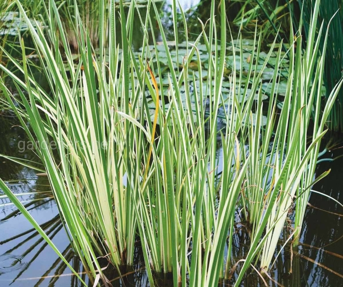 Acorus gramineus pusillus