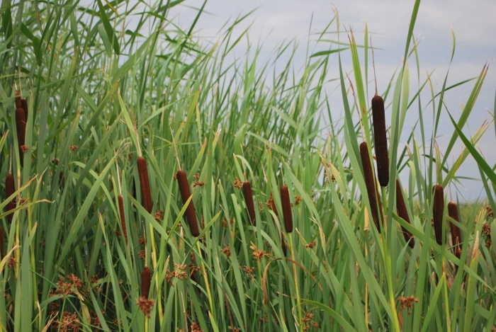 Рогоз typha latifolia