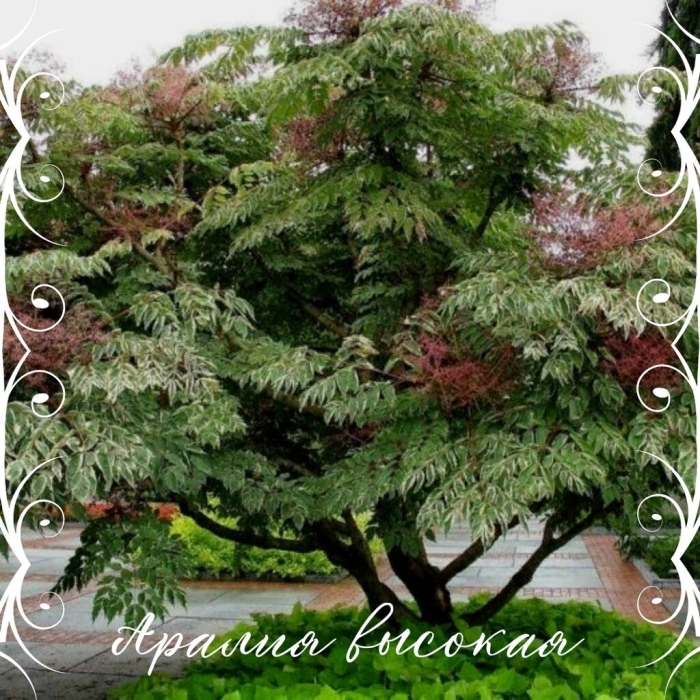 Аралия маньчжурская дерево