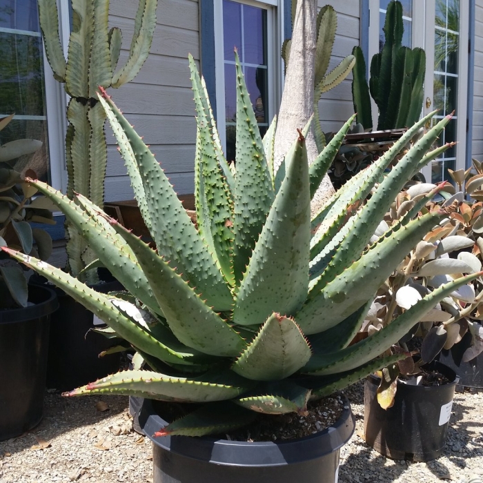 Aloe marlothii