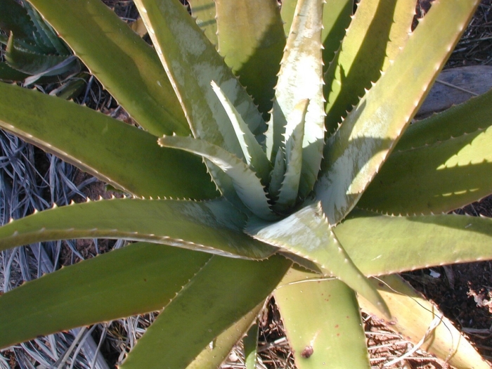 Алоэ приземистое