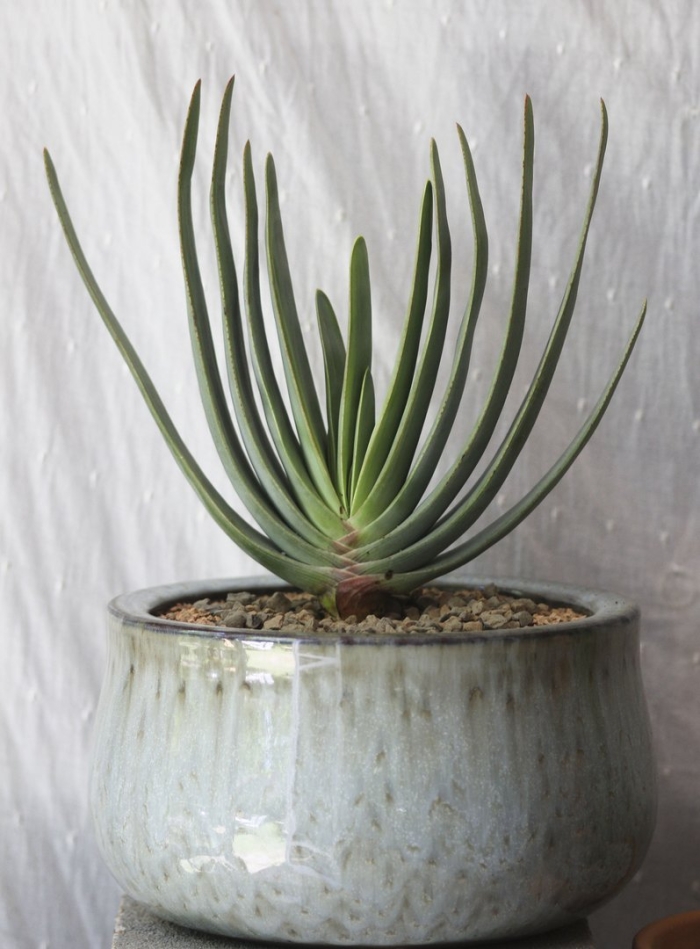 Суккулент алоэ вера