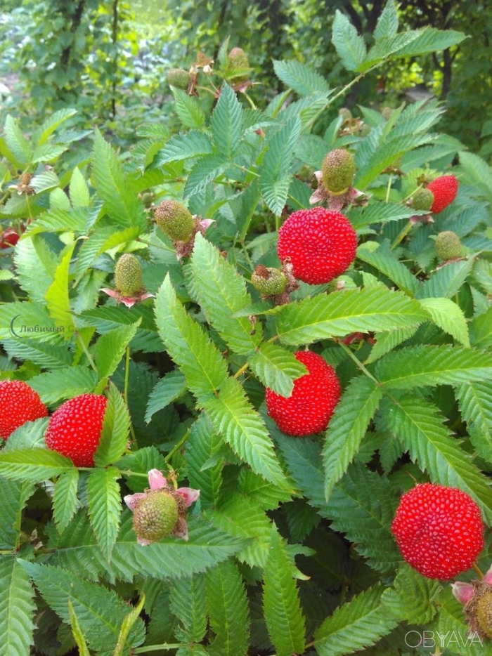 Тибетская малина