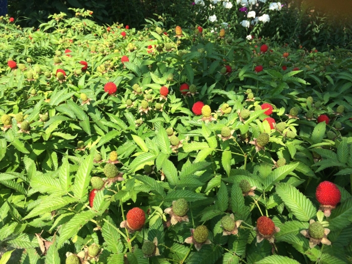 Малина земляничная тибетская