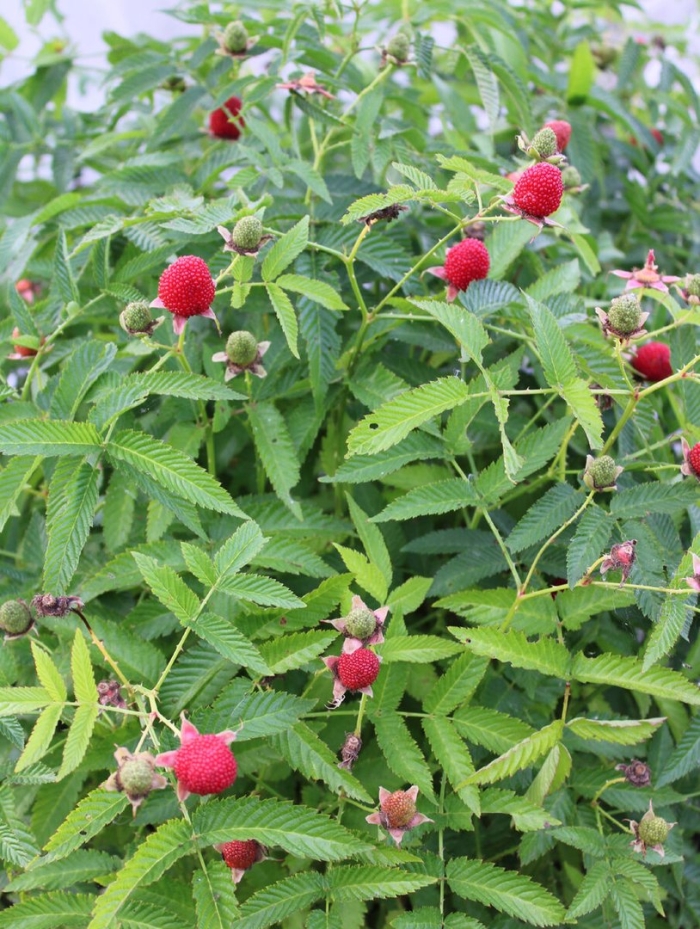 Малина тибетская земляничная