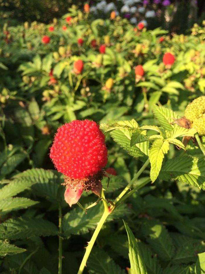 Княженика тибетская малина