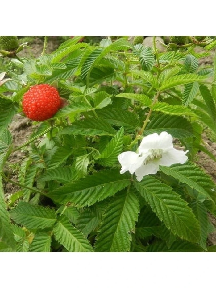 Малина тибетская розолистная