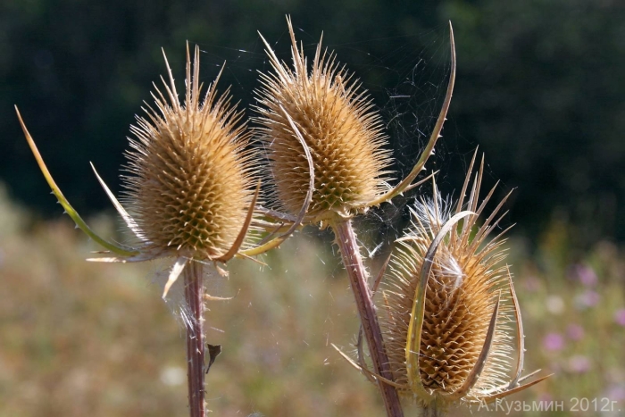 Dipsacus fullonum