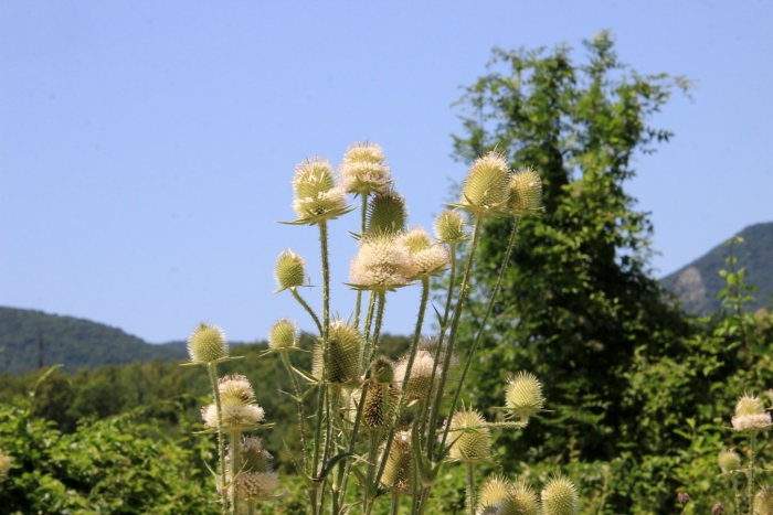 Чертополох ворсянка