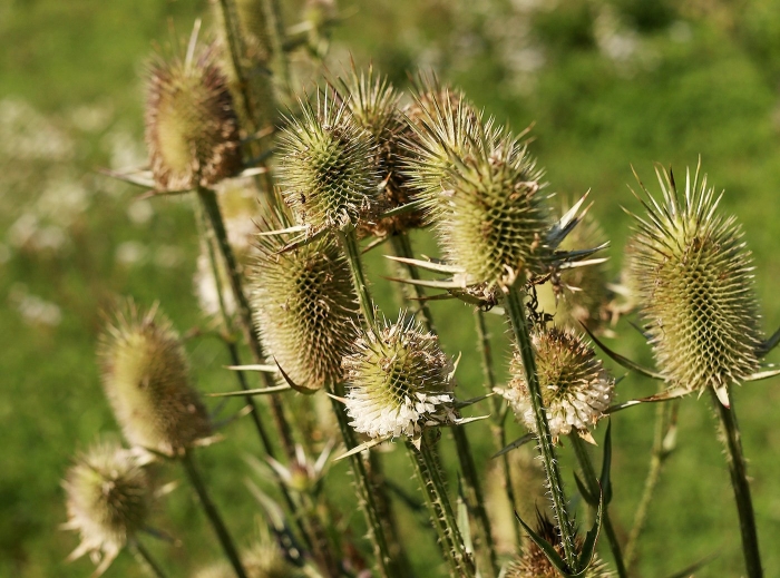 Дипсакус (ворсянка лесная)