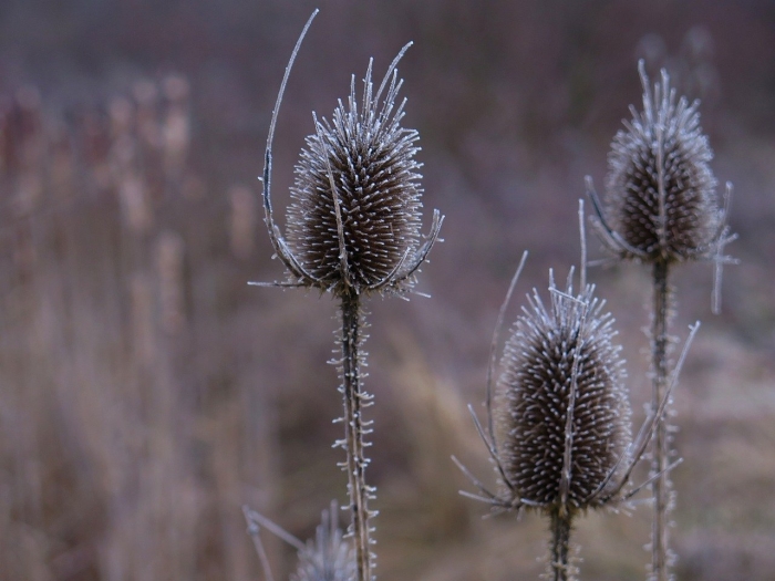 Чертополох колючий сухой