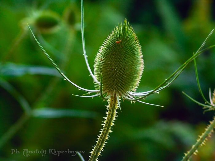 Чертополох ворсянка