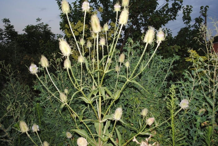 Ворсянка посевная махровая шишка