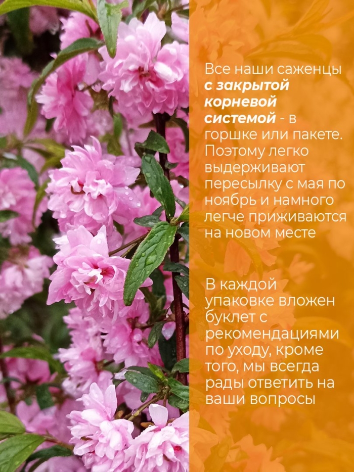 Сакура (вишня декоративная) розеа плена