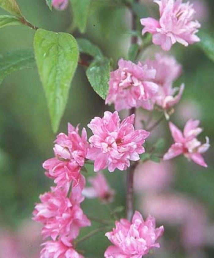 Вишня железистая розеа плена