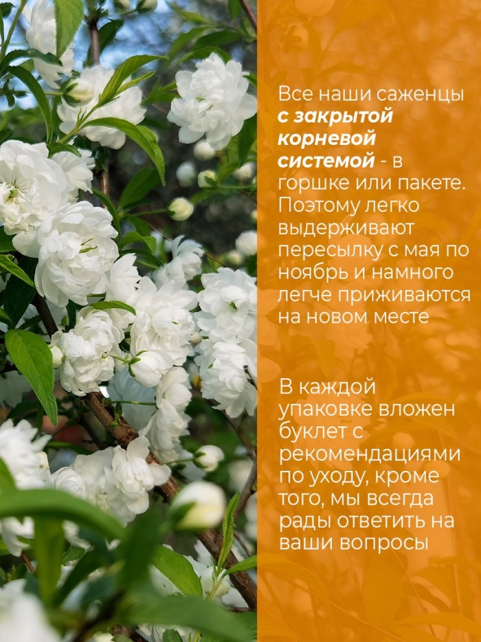 Сакура (вишня декоративная) альба плена