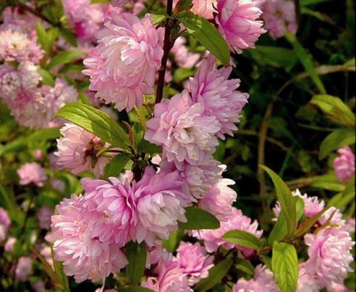 Сакура розеа плена