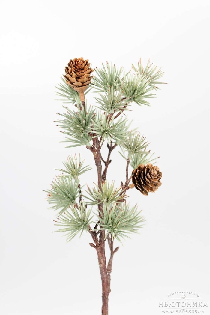 Ветка лиственницы