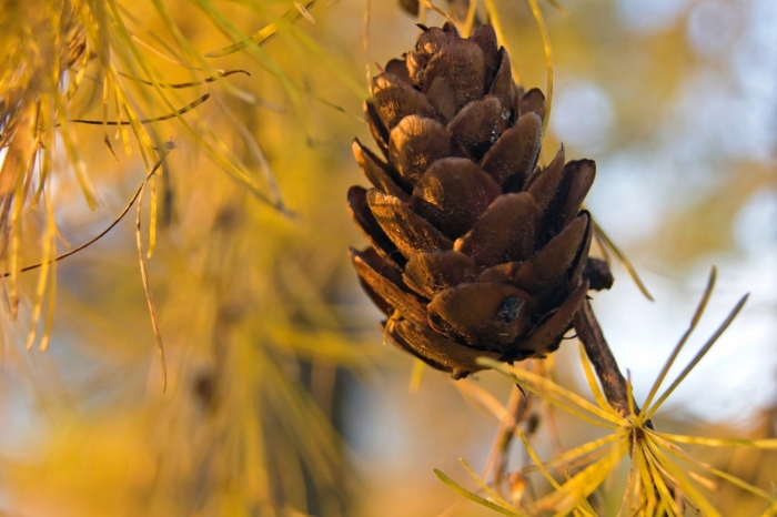 Лиственница даурская шишки
