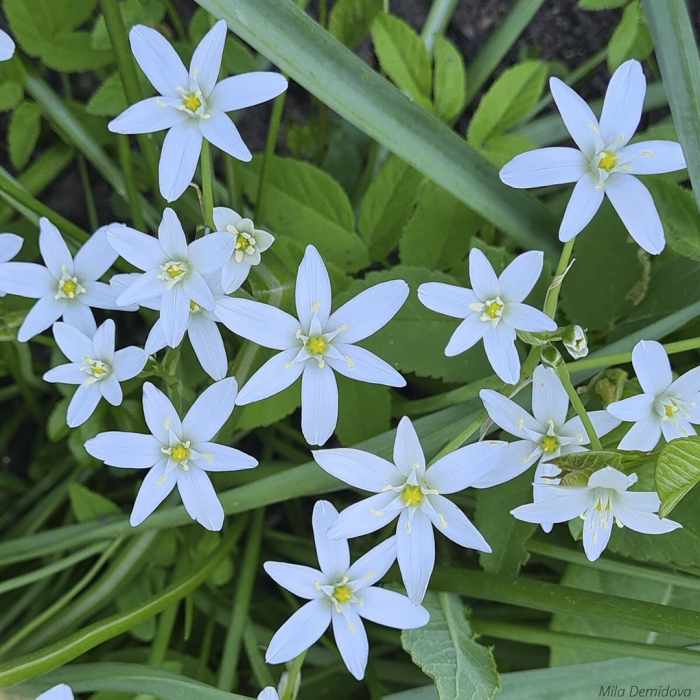 Птицемлечник зонтичный