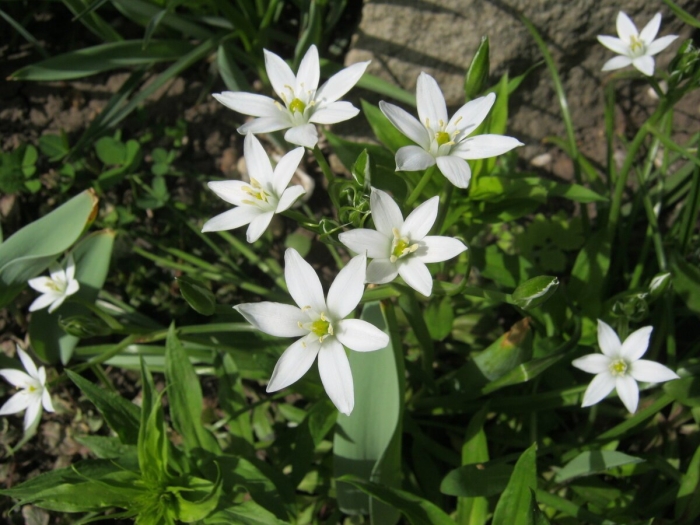 Птицемлечник орнитогалум