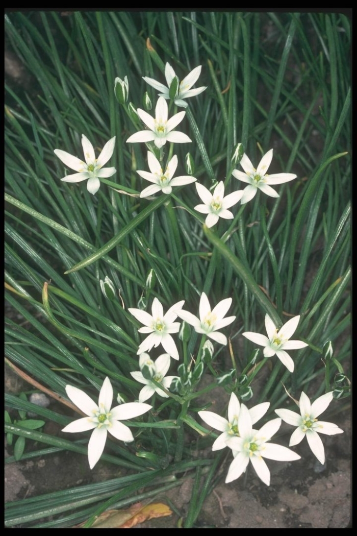 Птицемлечник многолетка