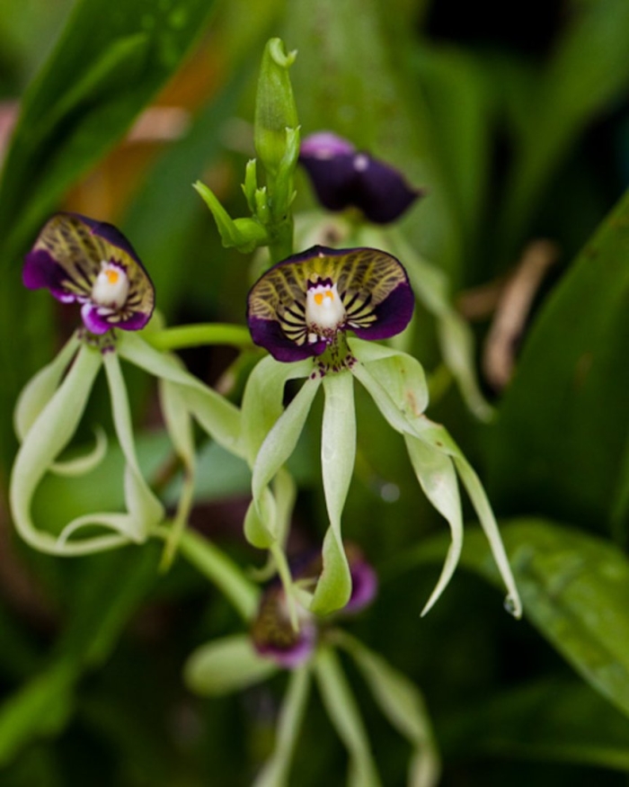 Prosthechea cochleata