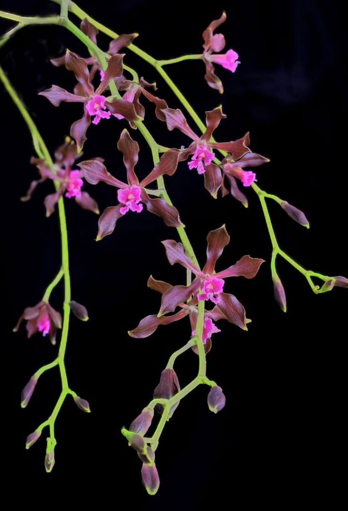 Encyclia bractescens