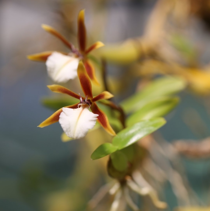 Encyclia polybulbon