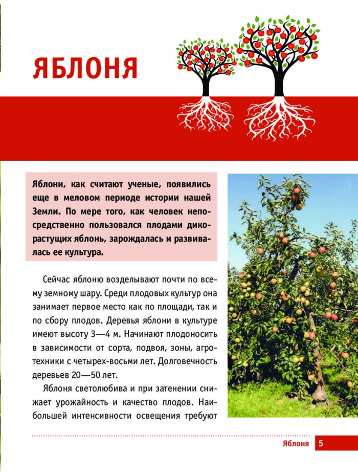 Паспорт растения яблоня 2 класс окружающий мир