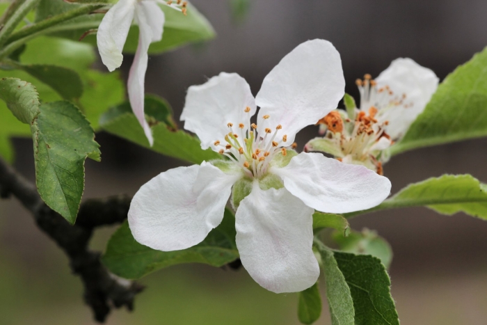 Розоцветные яблоня